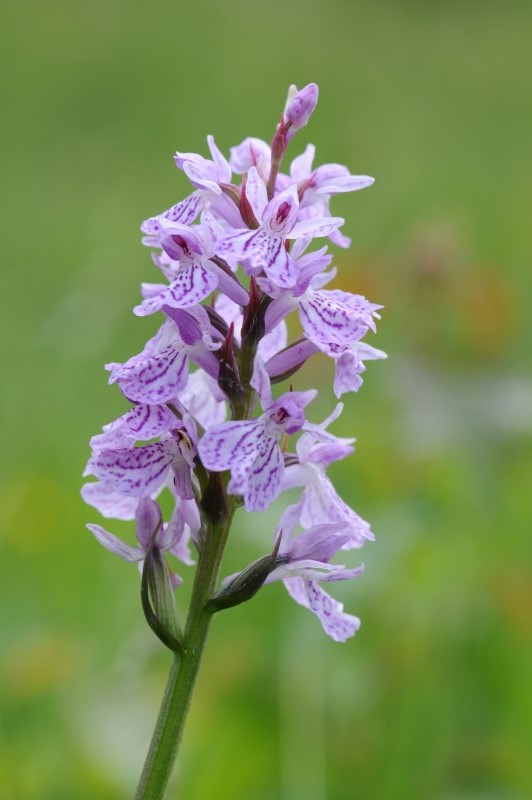 Wilde orchis